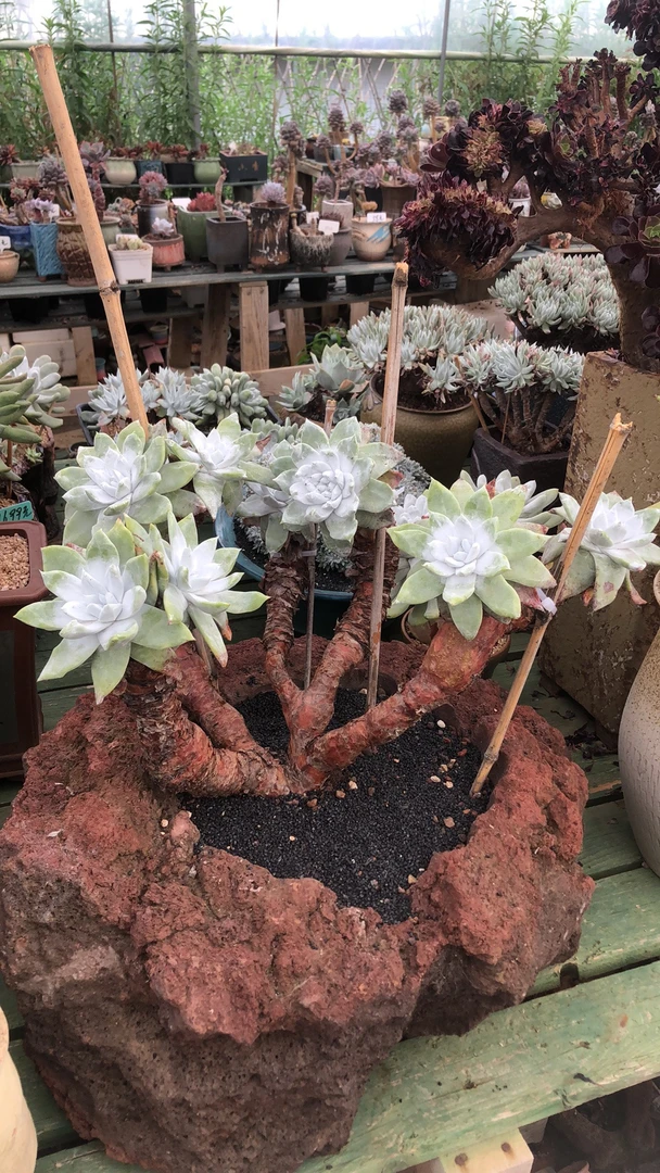 原产地大花朵脸苹果叶精控老桩 天花板级别 多肉