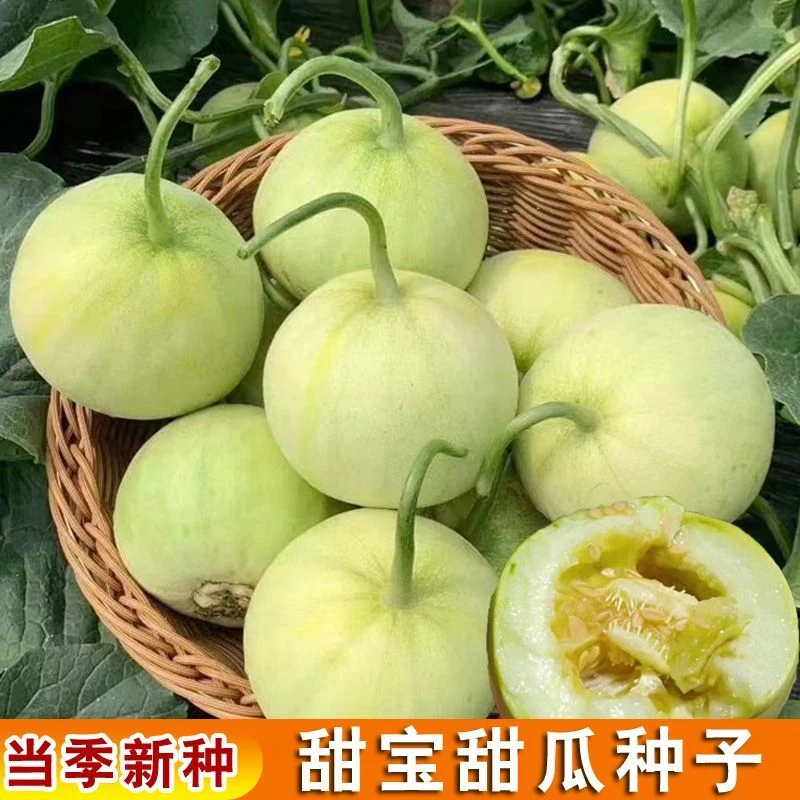 【甜宝甜瓜种子】四季种植盆栽地栽阳台小院种植