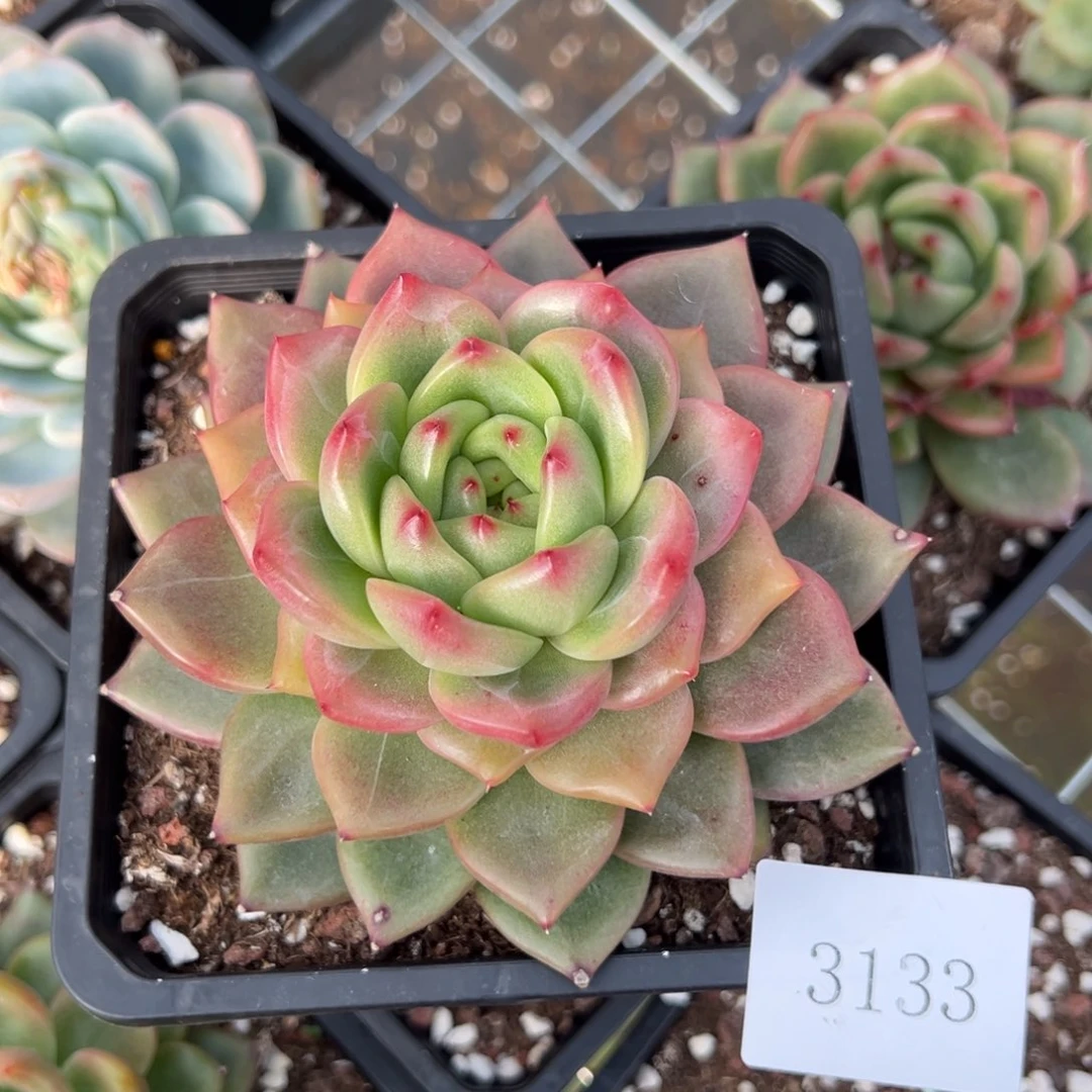 后***?3133肉肉肉肉