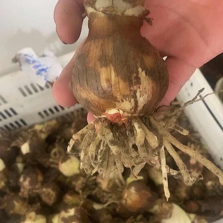 浪漫女孩5加朱顶红