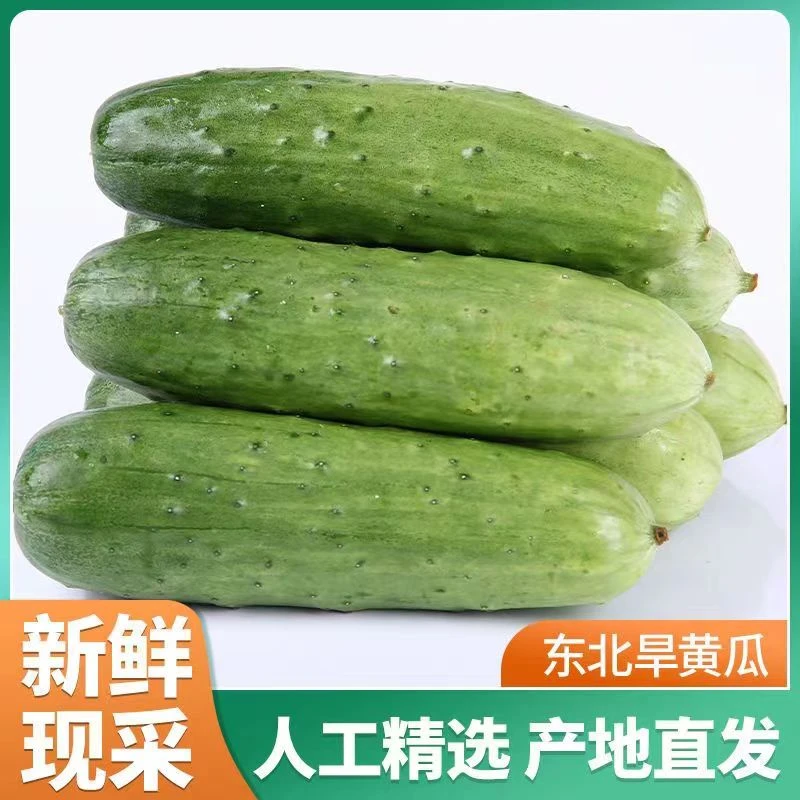 5斤 东北旱黄瓜 5斤  现摘现发