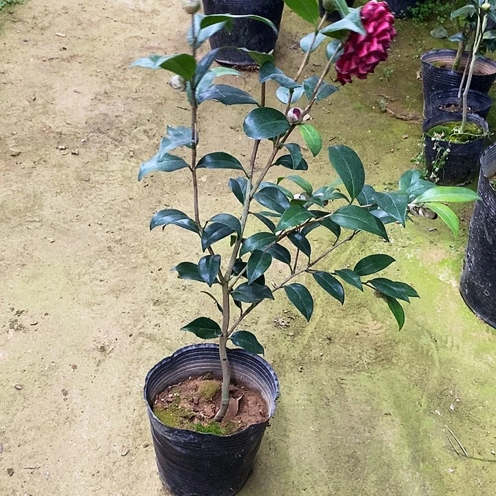 紫螺旋。      茶花。