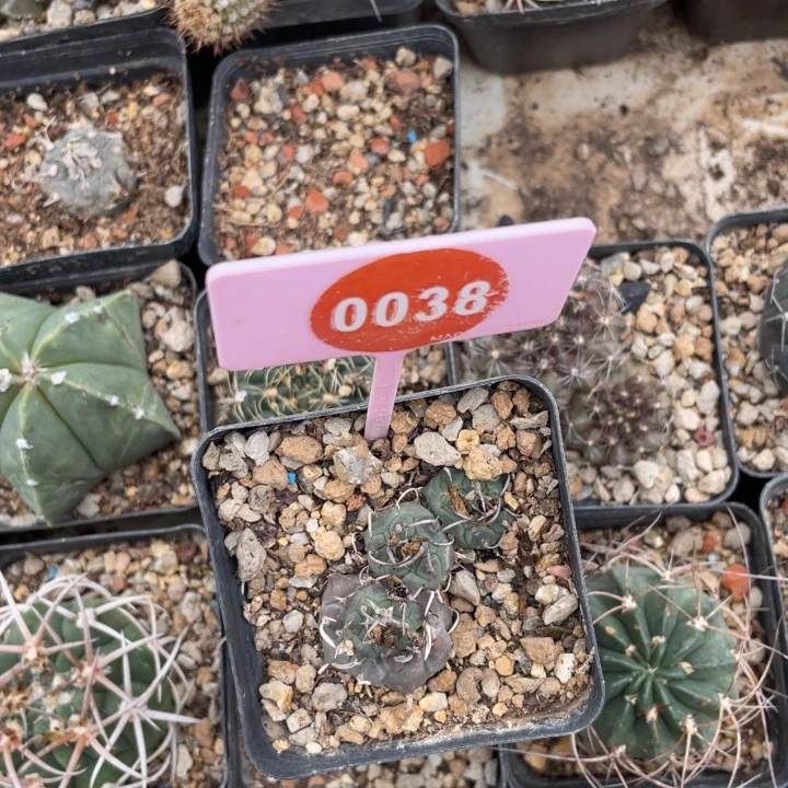 用***5实生娇丽有疤00380038