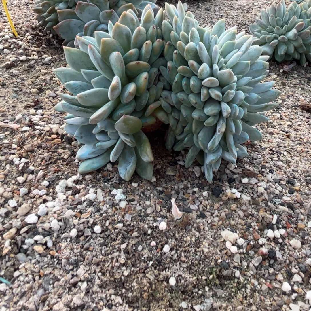 点点肯德基全家桶21