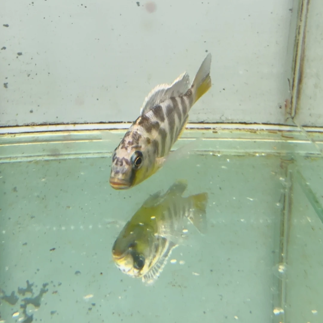 月***殇海水维纳斯647。