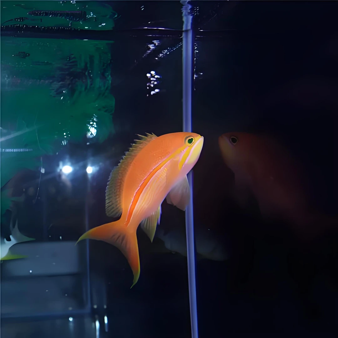 红线宝石海水鱼观赏鱼