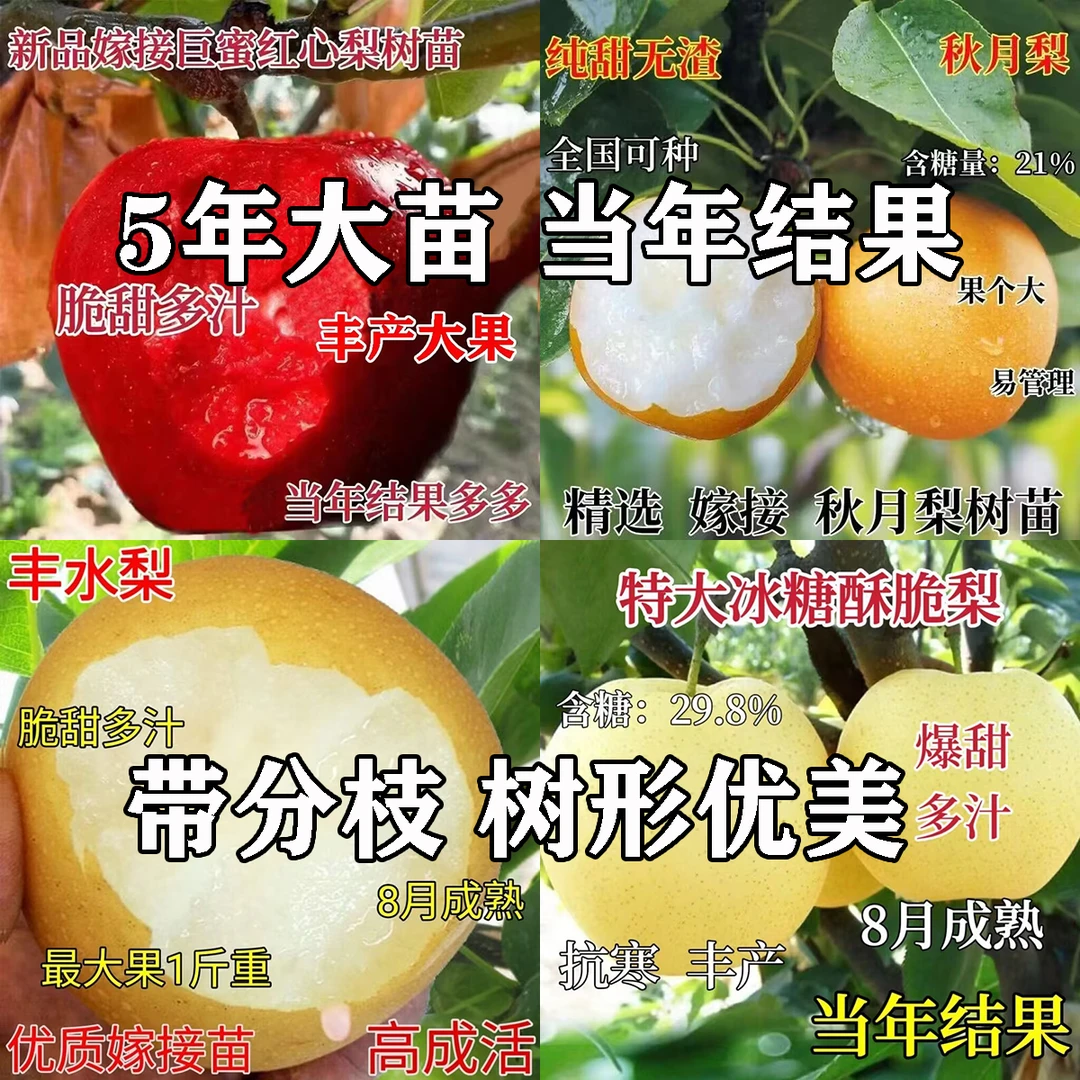嫁接梨树苗秋月梨果树苗冰糖雪梨苗丰水梨树苗南北方种植当年结果