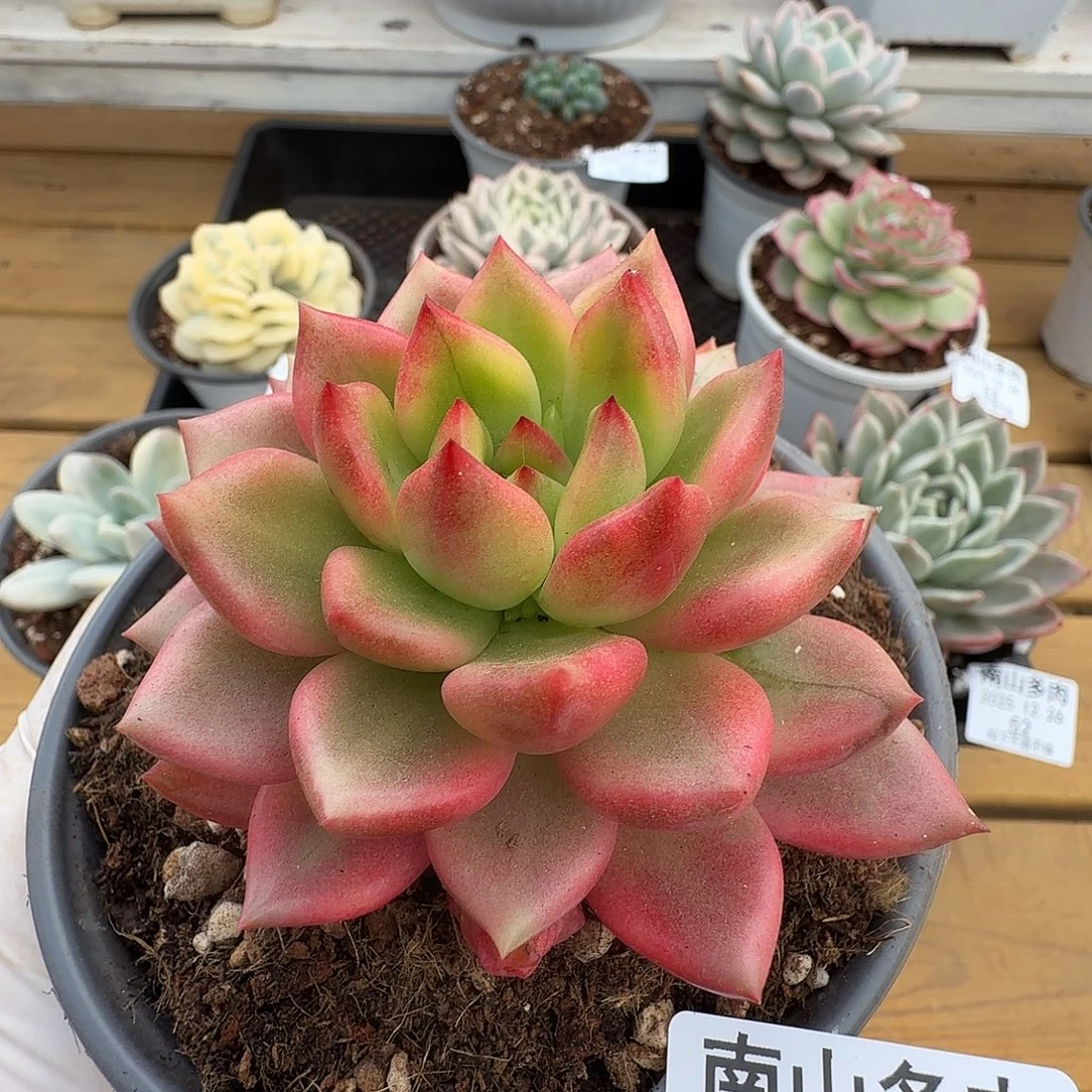 冬云锦11111111226-60