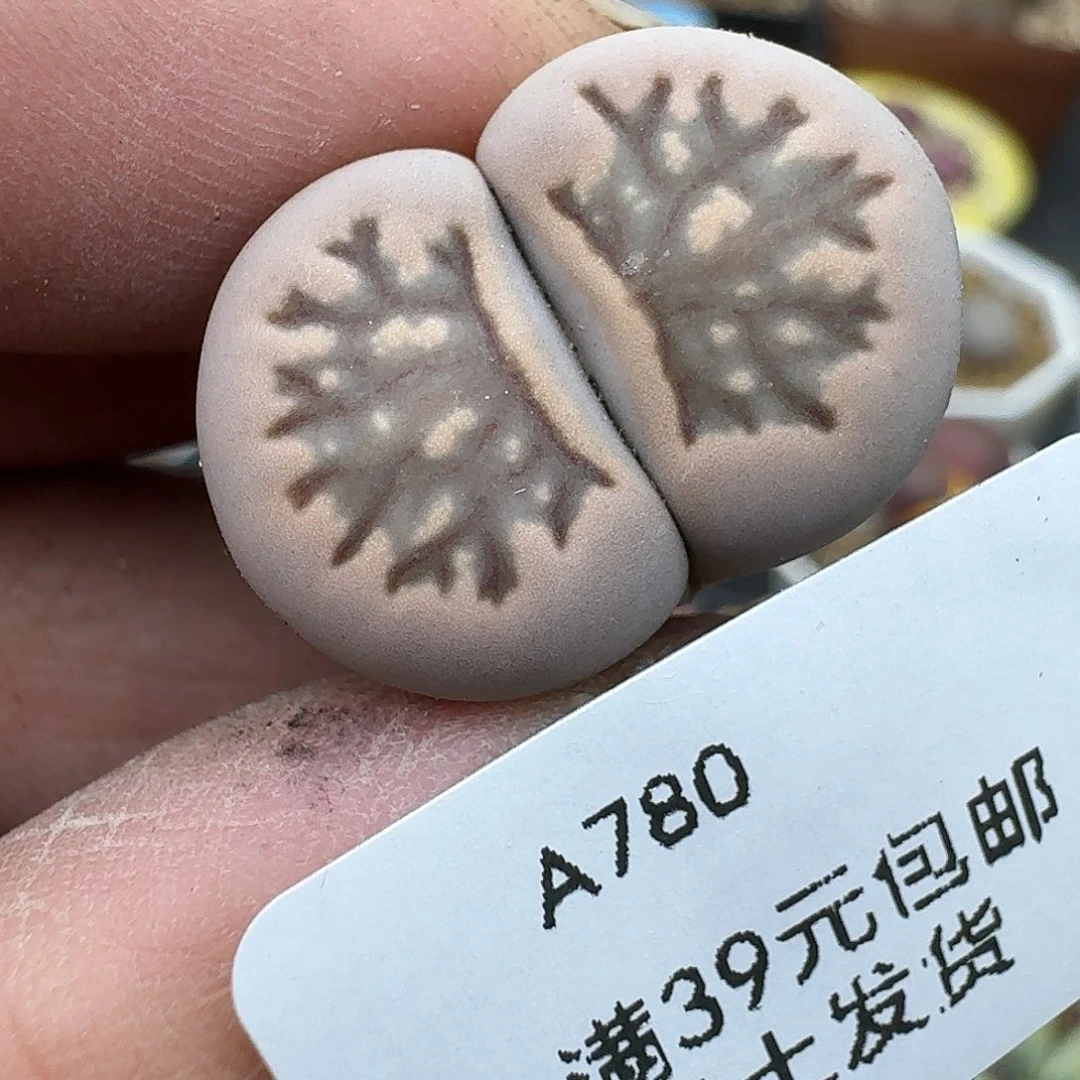 780多肉哈哈哈哈哈哈哈