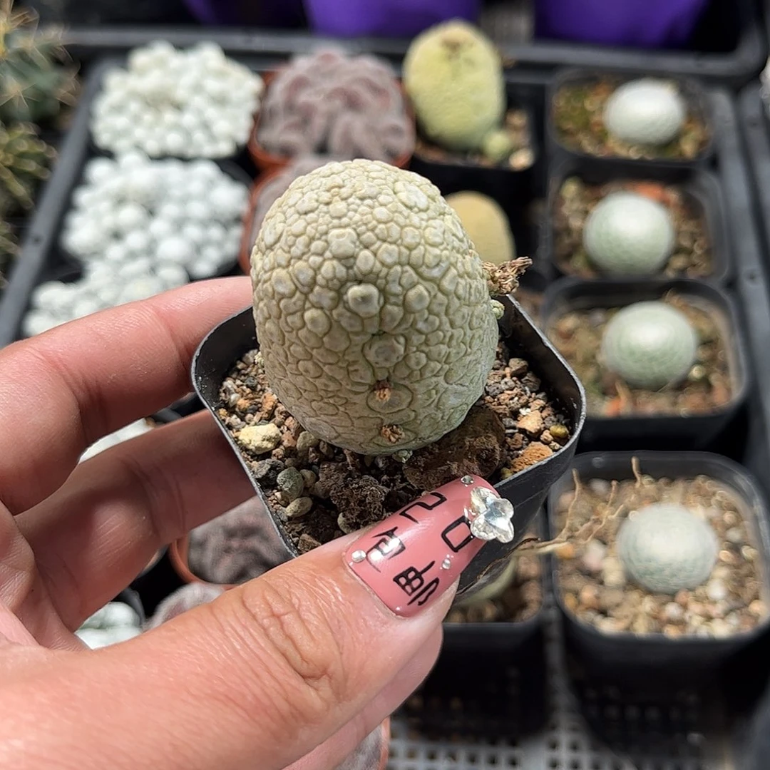 凝蹄玉单头发货单头发