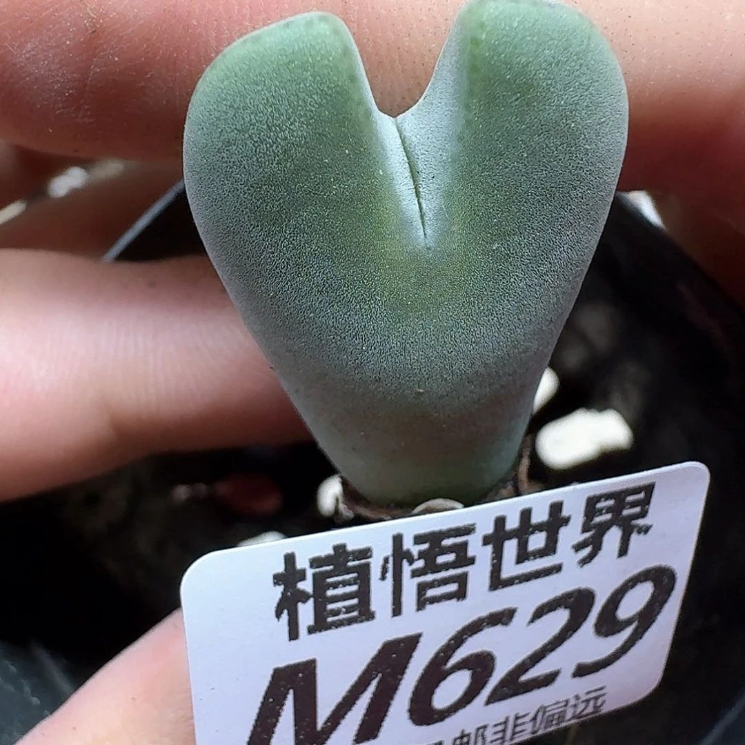 的润泽的多无法fg