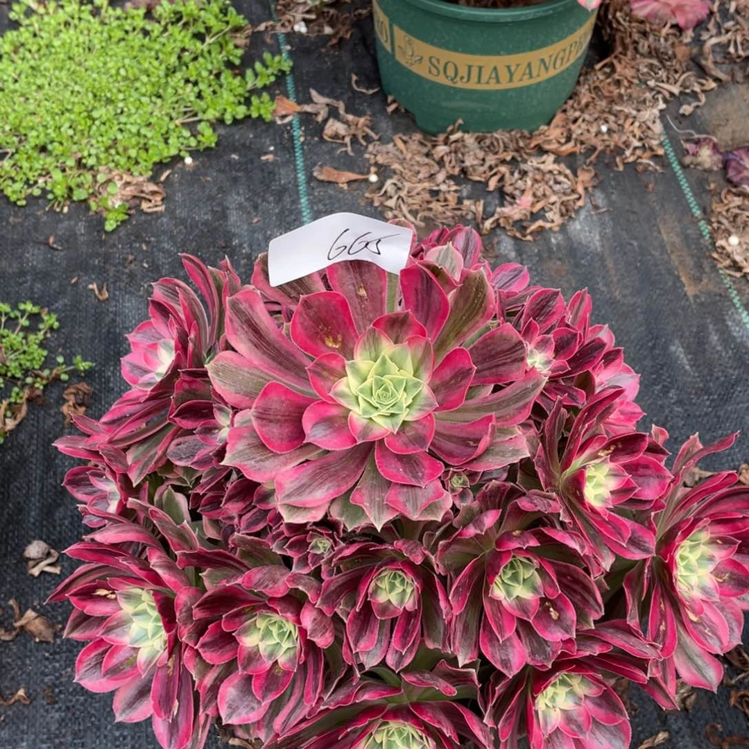 老五多肉66511111