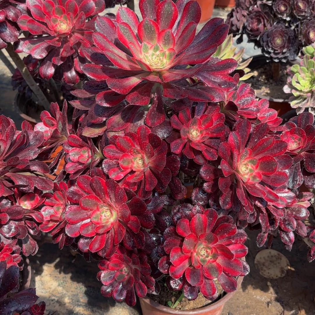 香奈儿大颗19.8多肉植物