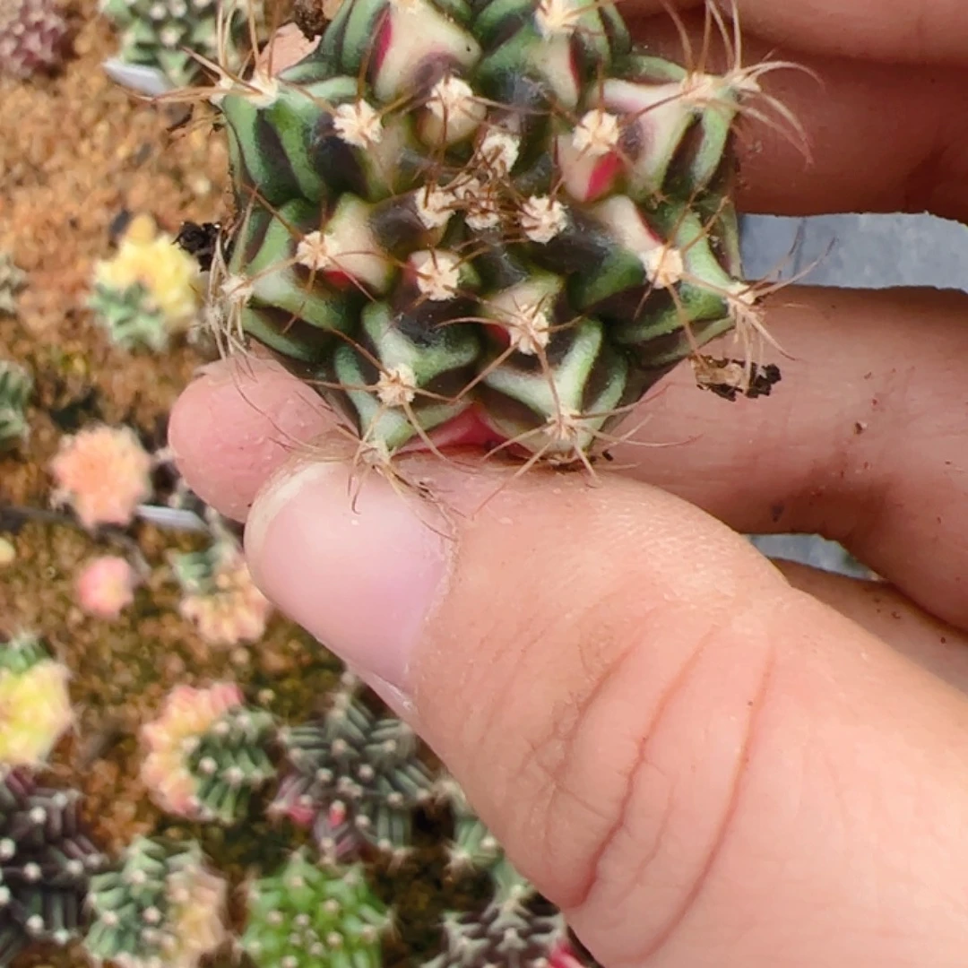木***衣当前无花栽培后可以开花