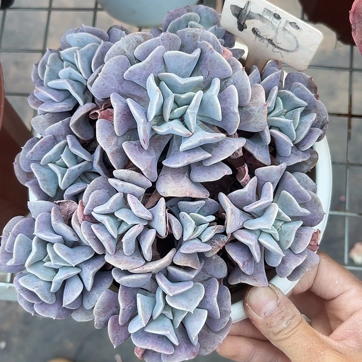 两单包邮，一物一拍55雪静mimg