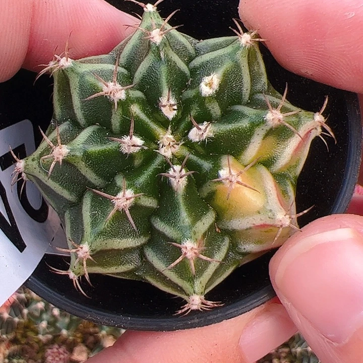 当前无花栽培后可以开花241