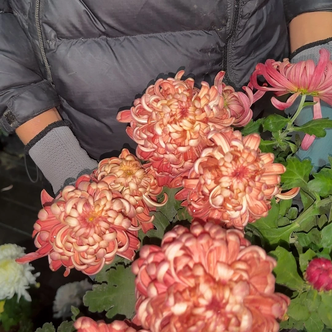 无花朵A33333333333