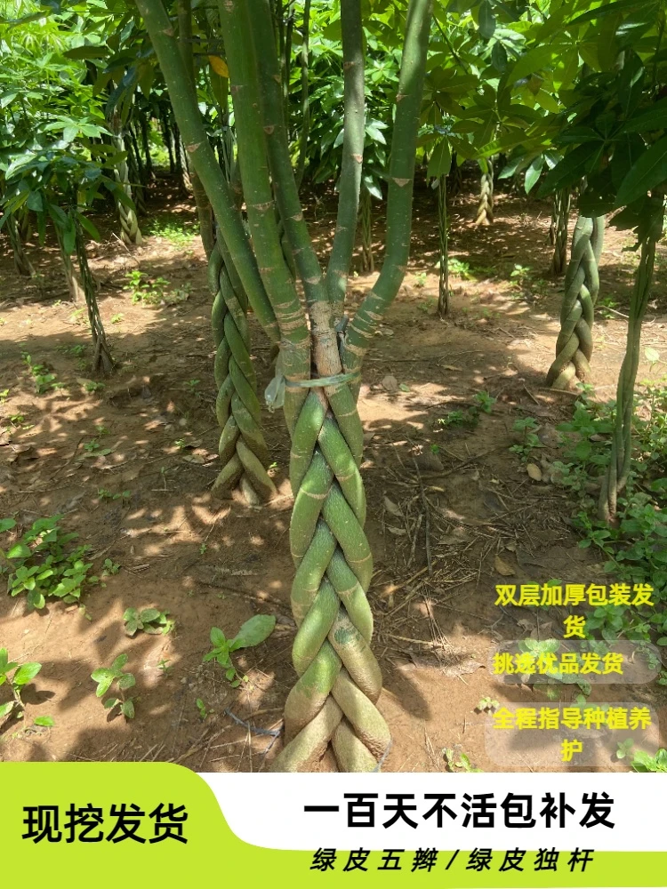 发财树大型五辫大棵独杆三杆步步高室内客厅盆栽绿植直播一物一拍