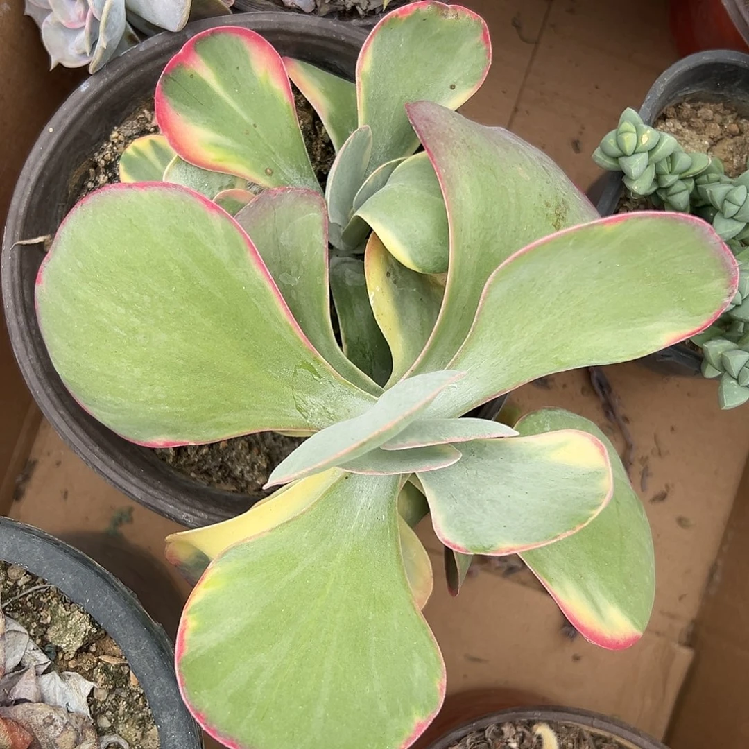 多肉植物唐寅锦群