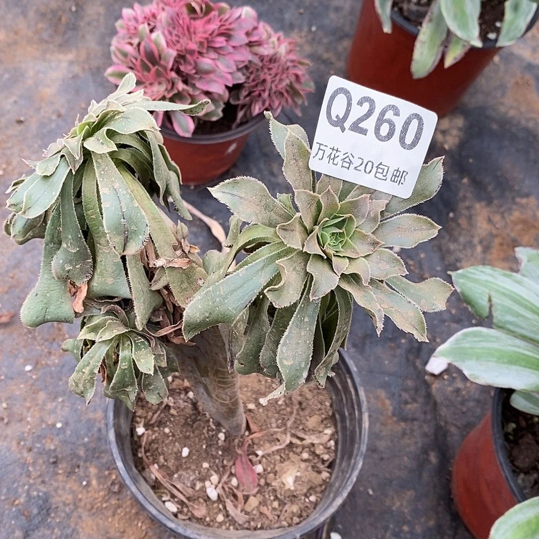 260原始绿缀特蔫儿多肉
