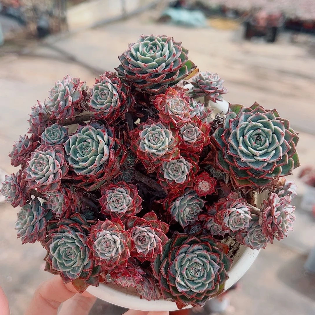 海滨格瑞带盆土精品特价