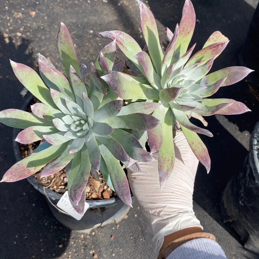 72号牡丹叶粗腿子瑕疵瑕疵