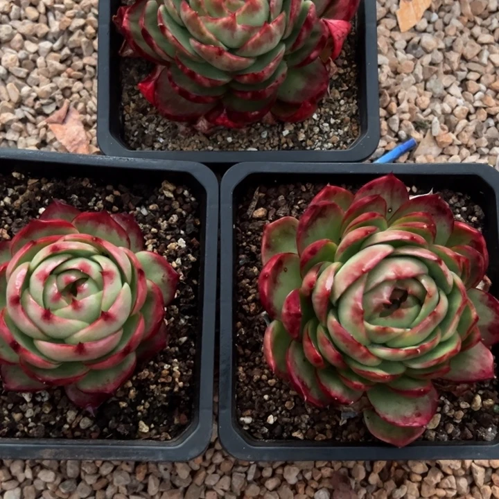 称***意多肉植物如意111111