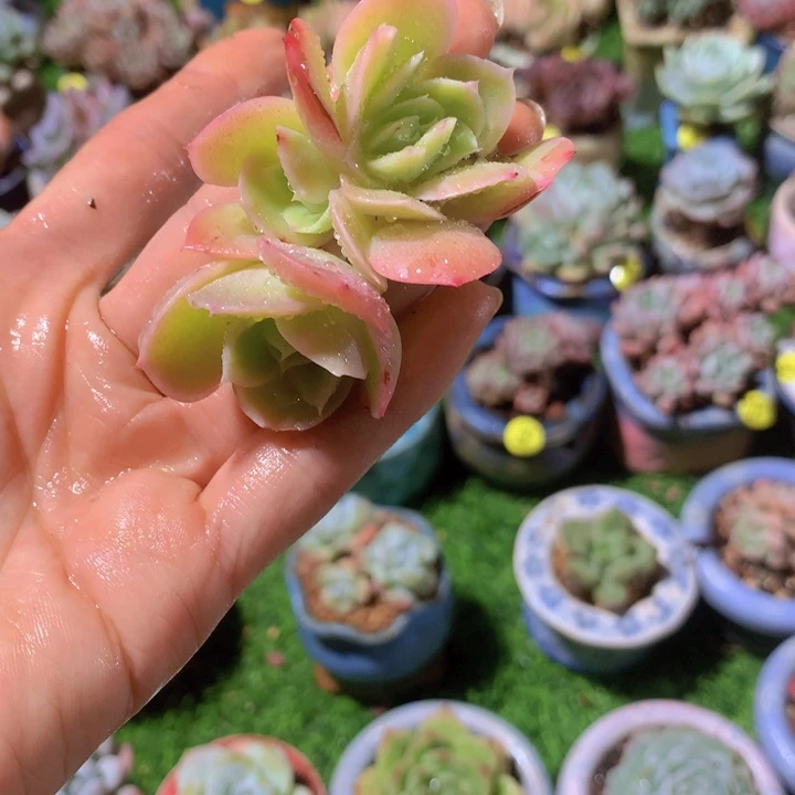 依***嫚1花