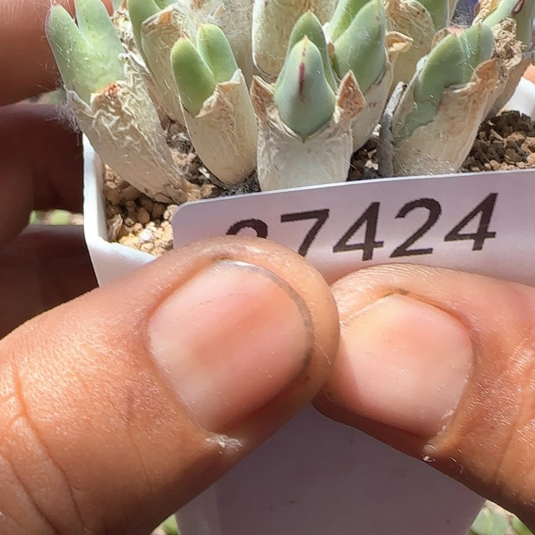 (****佩哈哈哈哈哈哈37424