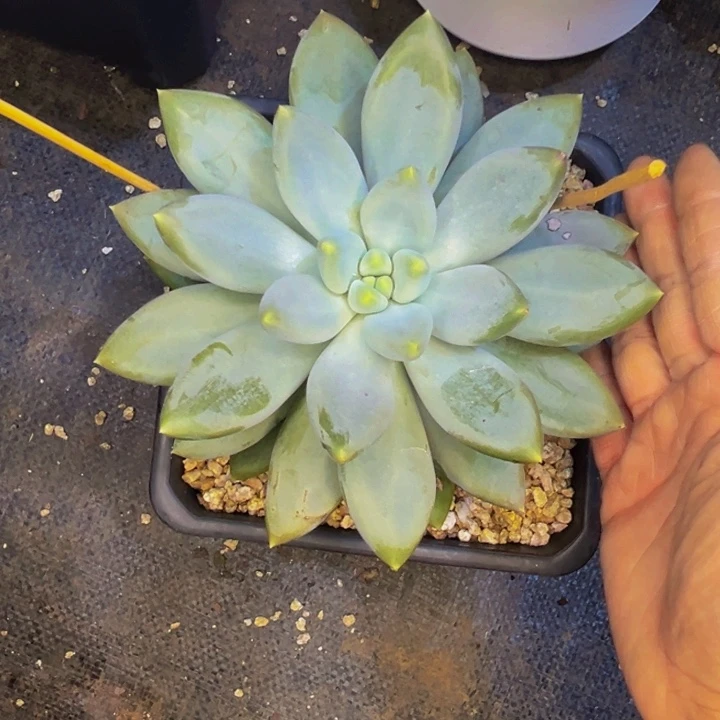 灰灰兔 哥特萝莉 寄养