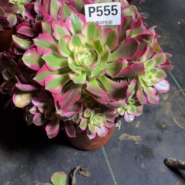 瑞妈，，。。。。555夜罗刹，