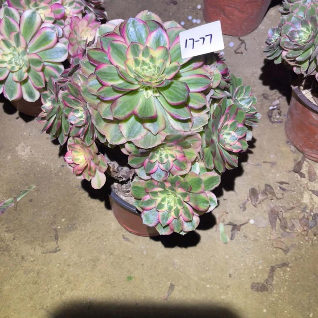 12-17-77玉姿法师锦