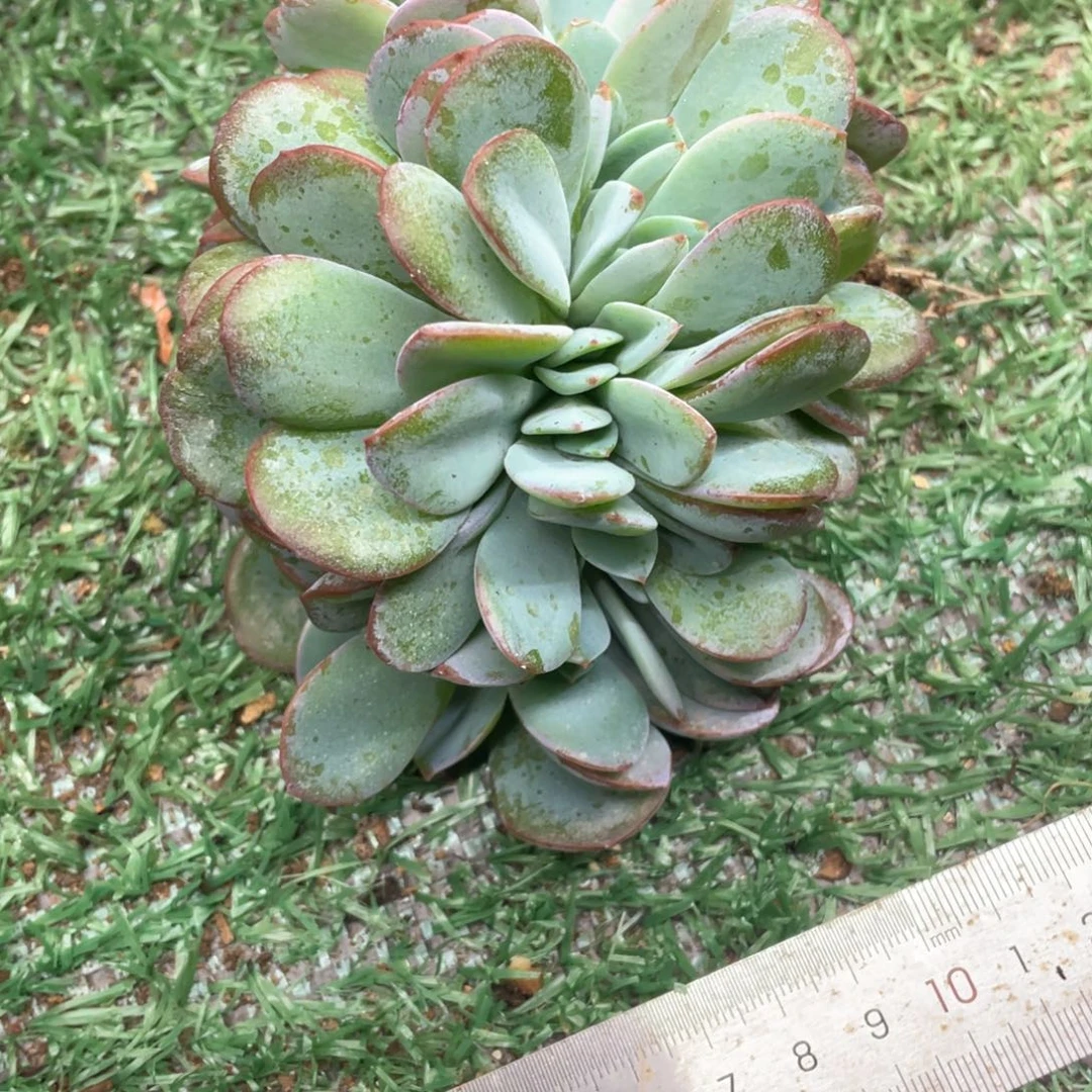 H***、布鲁蓝一物一拍28包邮非偏远