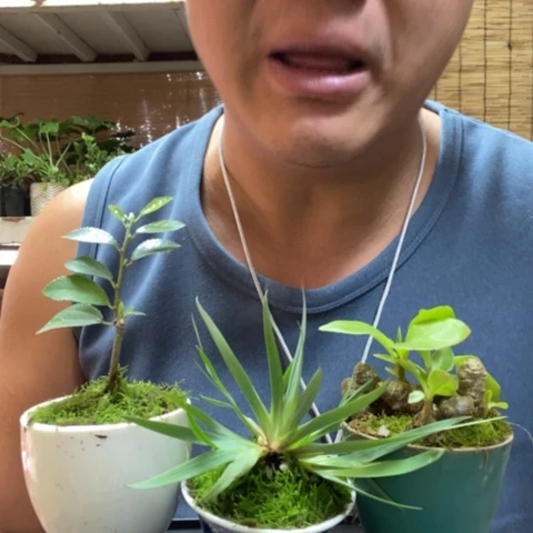 红陶一物一拍所见即所得44