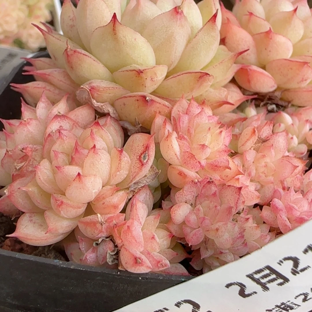 花语逸境0221-452散