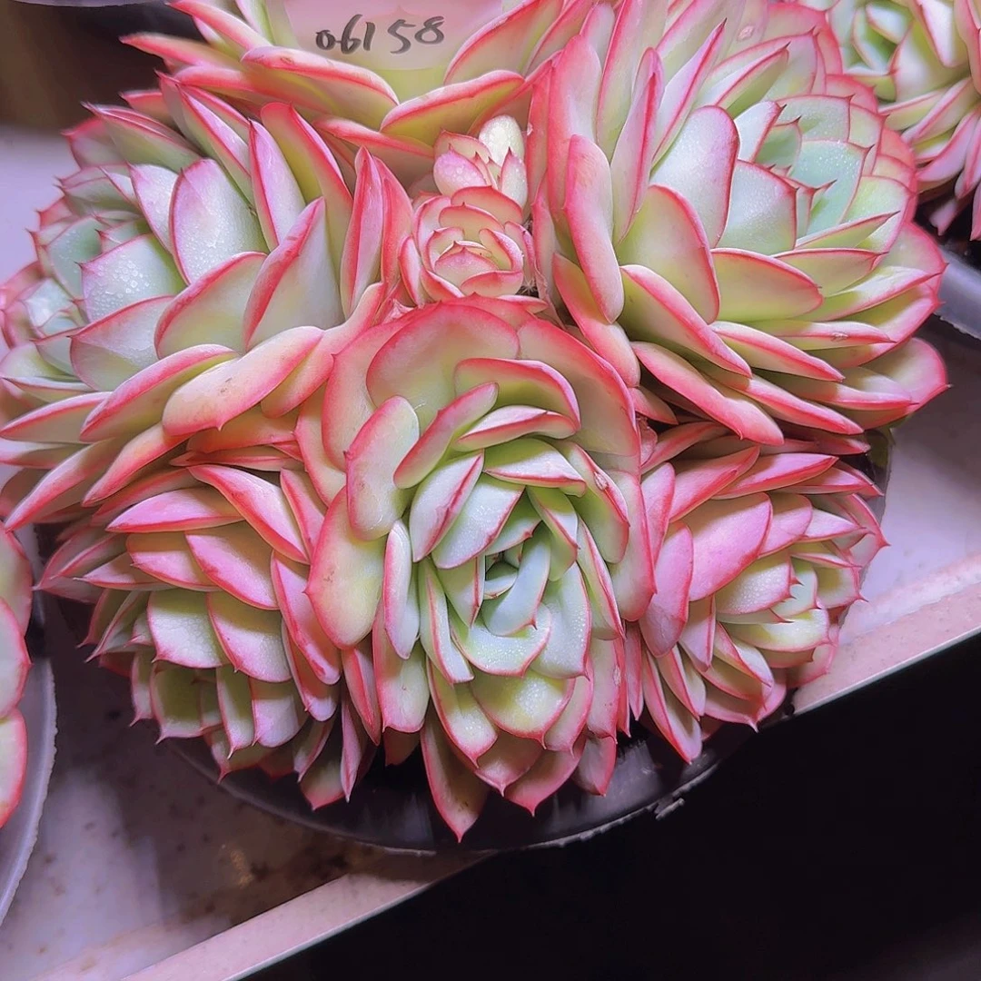 糖**?06158牡丹亭多肉