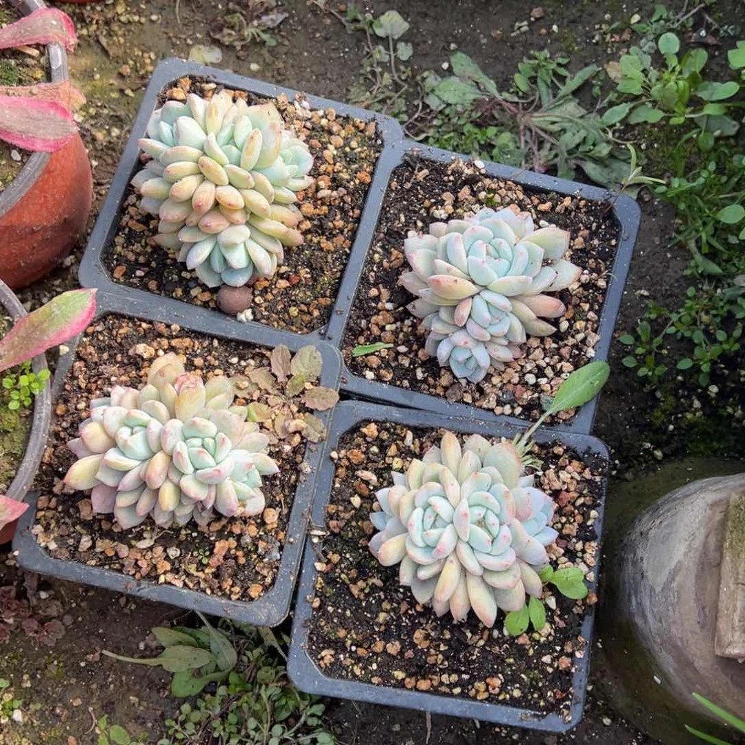 多肉植物，多肉植物