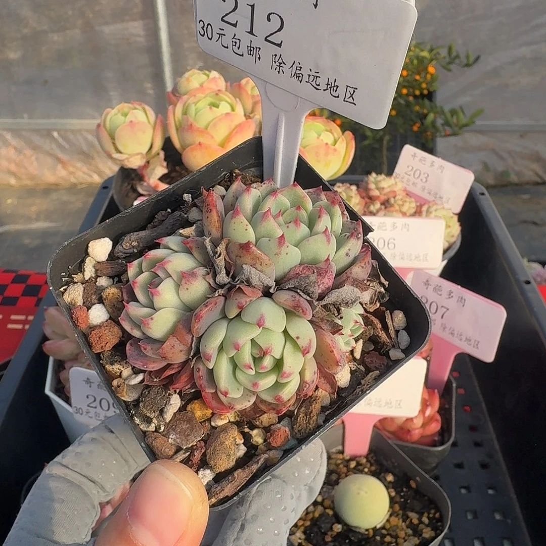 212 脱土 一物一拍 不包整