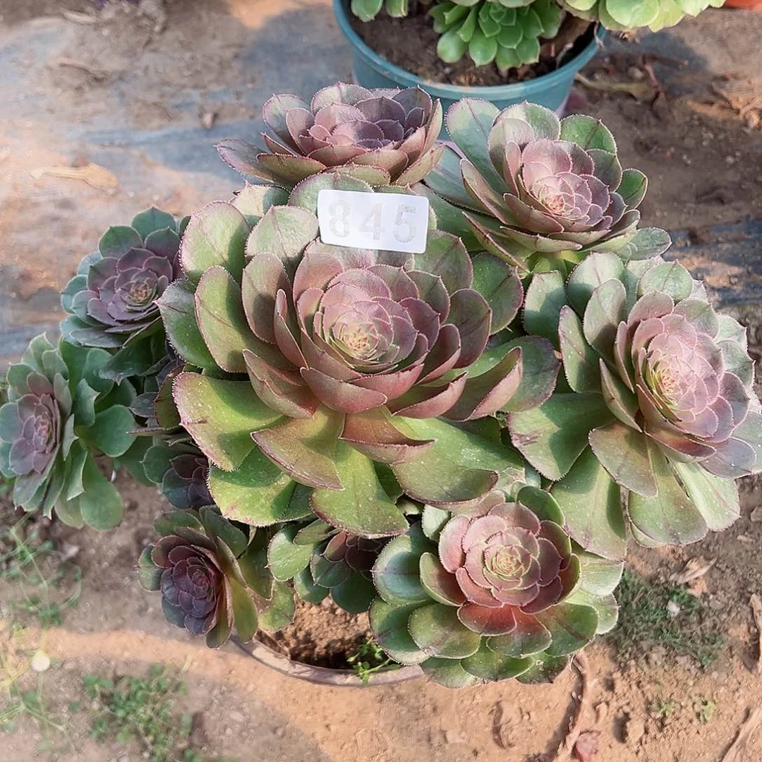 紫砂茶宠奶白退锦845号