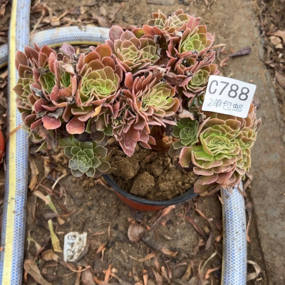 788多肉 荷兰玫瑰 不包断头缀