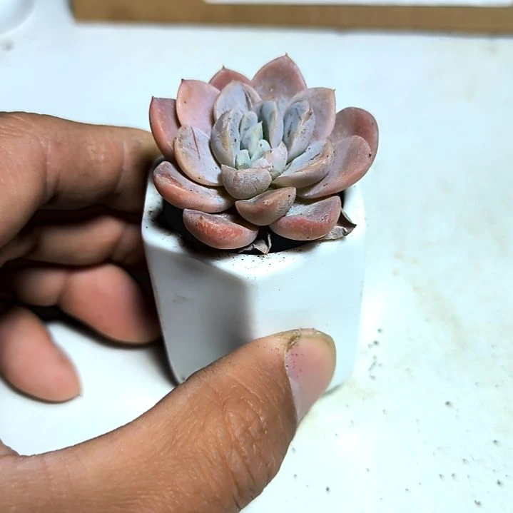 满6元包邮，雪媚娘1/3头多肉