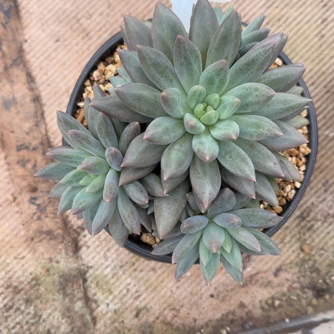 加***~水晶球。   0059号。