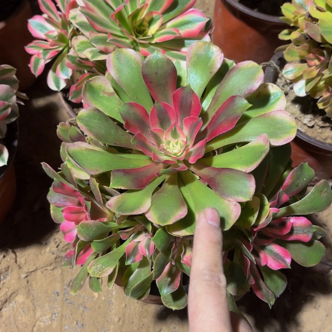 香妃9.9法师多肉木质