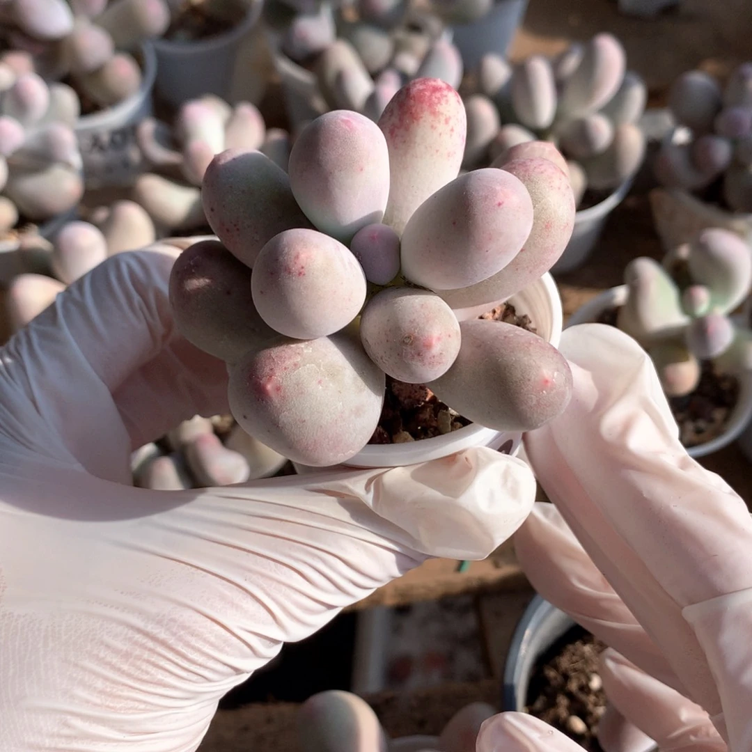 412米可奶酪多肉血斑