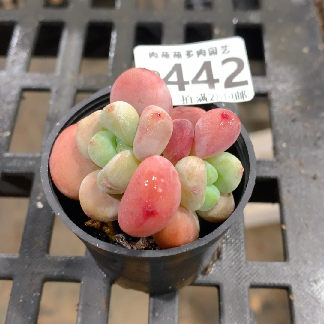 肉萌萌拇指盆精控多肉ZD442