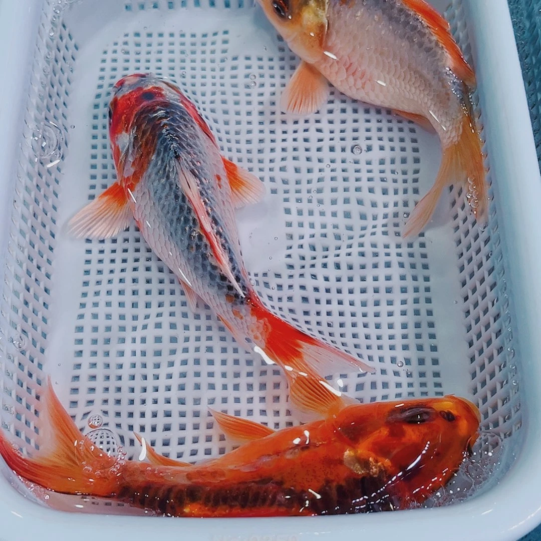 锦鲤锦鲤冷水鱼观赏124