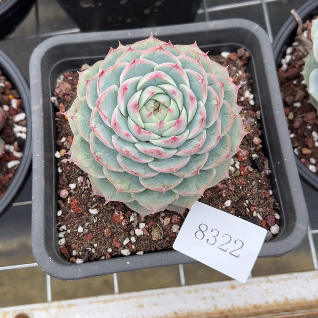 菊*8322肉肉肉肉肉肉肉