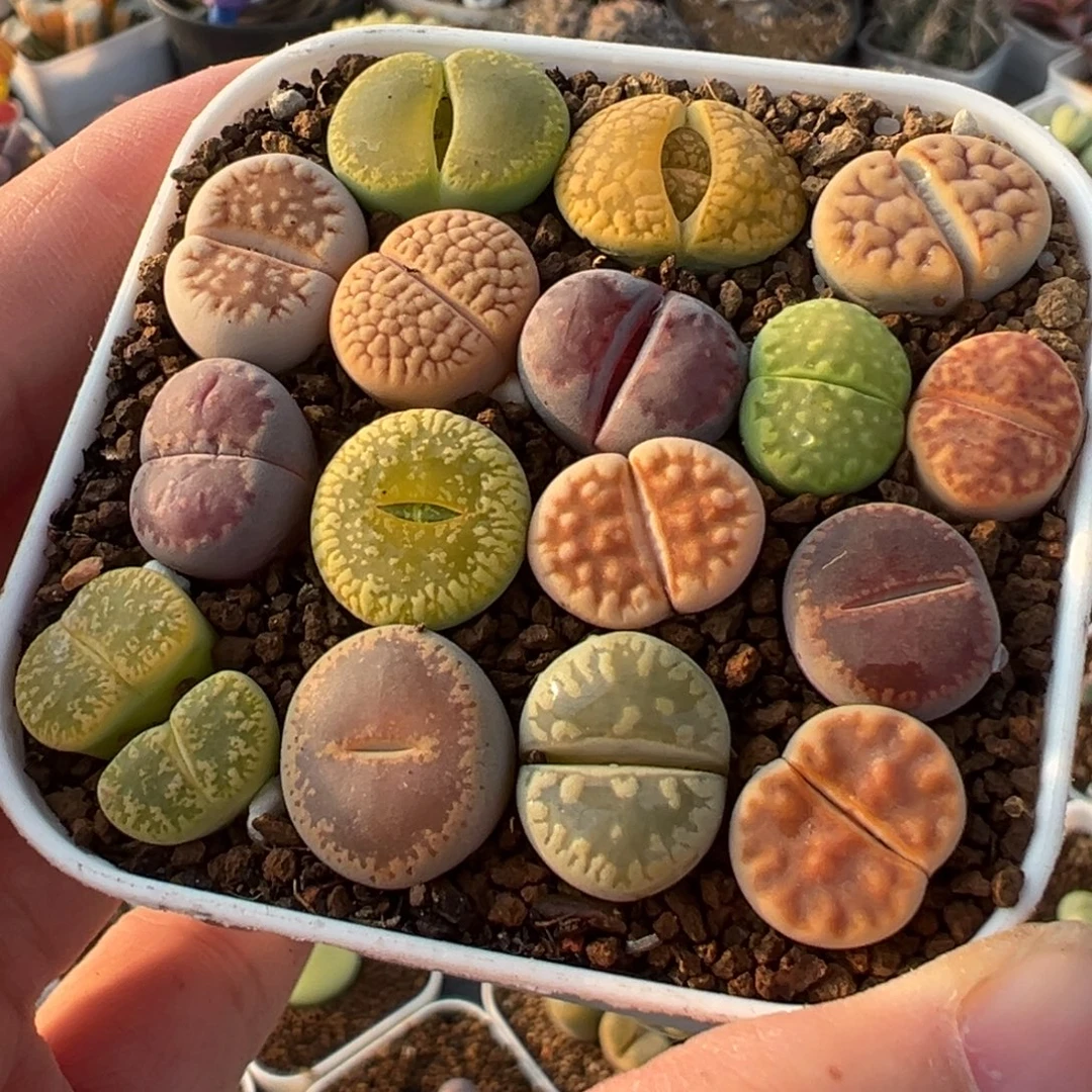 编号母本组合多肉植物百科