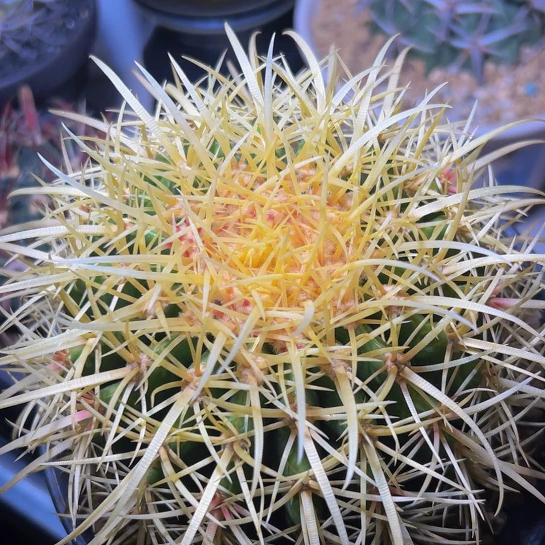 精品奇特红心怒虎268