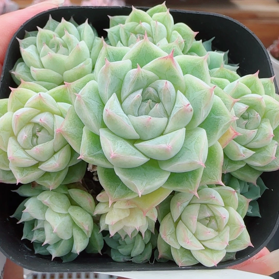 花语逸镜0922-309捧花